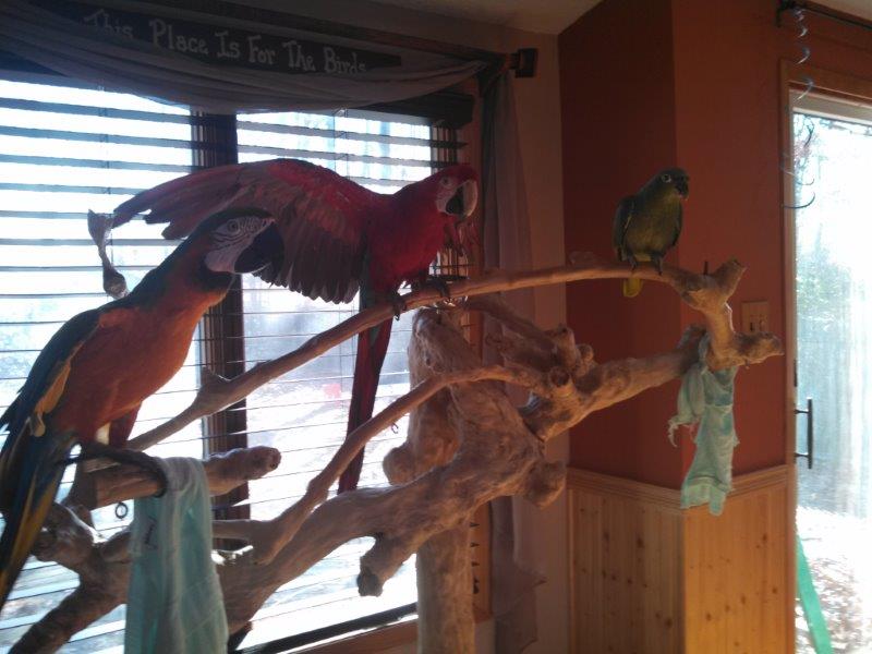 birds.jpg